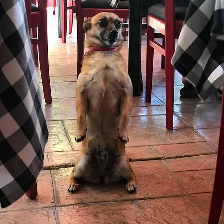 Apart Otel Damia Apts 2*