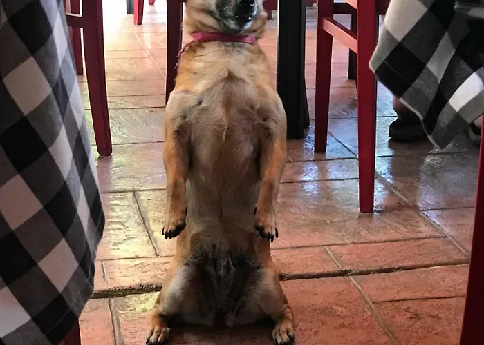 Apartmanhotel Damia Apts 2*